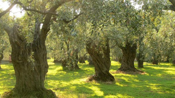 Un ex idraulico di 65 anni si toglie la vita impiccandosi - Piazza Rossetti  - Notizie Vasto