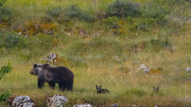 Orso con cucciolo