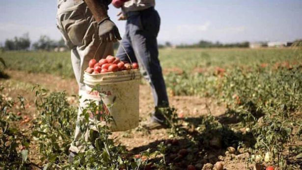 Caporalato in agricoltura