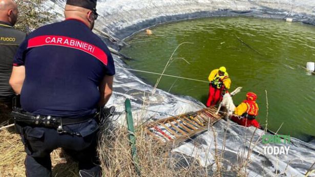 Il salvataggio dei cani