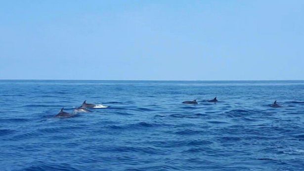 Termoli: il branco di delfini avvistato al largo della costa