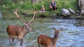 I cervi in Abruzzo