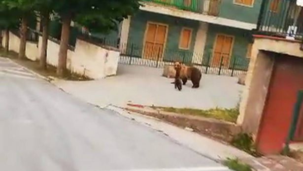 L'orsa Bambina a passeggio per Roccaraso