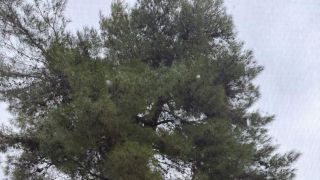 Un albero pericolante